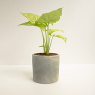 金玉合果芋│泥作系列│福所栽