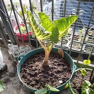 Alocasia Guenia Gold . Keladi 916 . pokok Induk. Viral  Ready Stock Rancak berdosa