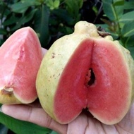 Sindo - Red Sukun Guava Seedling Psidium guajava  Sweet Seedless  Juicy Live Plant F134W6F1RP