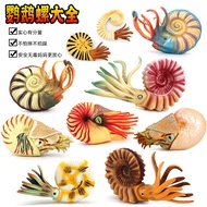 Simulation Ancient Marine Life Parrot Snail Cordyceps Ammonite Model Toys Plastic Children Science E