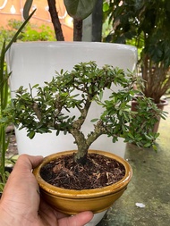 Bộ chậu cây Linh Sam  bonsai để bàn