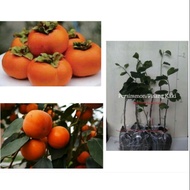 Pokok Persimmon / Pisang Kaki --- Pokok Grafted/Kahwin
