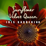 [10pcs] Biji Benih Bunga Matahari Sunflower seeds Velvet Queen 向日葵花种子 [Iris Gardening]