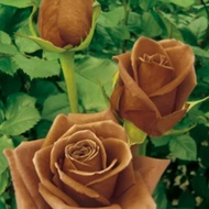 Tanaman hias bunga mawar cokelat / Bunga mawar / Pohon mawar
