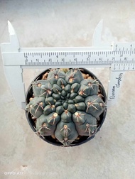 🌵💥บัลเดียนั่ม 💥🌵 Gymnocalycium baldianum   ขนาด 2-7 ซม. ต้นกระบองเพชร ต้นแคคตัส (แคคตัส กระบองเพชร)