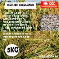 Benih Padi Unggul Bibit Ketan Grendel 5 KG