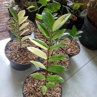 Tanaman Hias Zamia Culcas Varigata - Zamia Kulkas Varigata