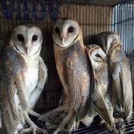 Terjangkau Burhan/Burung Hantu Barn Owl/Tyto Alba/Pembasmi Hama Tikus