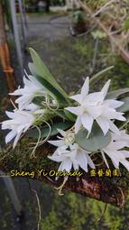 缺貨中 (濃香) 船型風蘭 Aerangis fastuosa