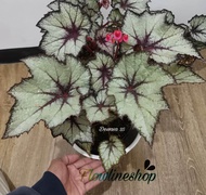 Begonia glomi tanaman hias begonia dark glowmy daun unik