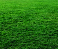 ขายส่ง 1 กิโลกรัม เมล็ดหญ้าเบอร์มิวด้า Bermuda Grass หญ้าแพรก Cynodon dactylon หญ้าเป็ด หน่อเก่เด หญ