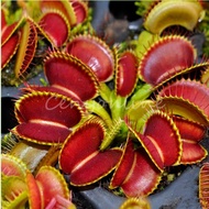 20pcs/lot for Venus Fly Trap Flower Seeds Dionaea Muscipula Giant Clip Garden Plants Dionaea Flytrap