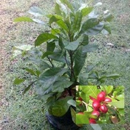 Miracle Berry Sapling (Anak Pokok Ajaib)