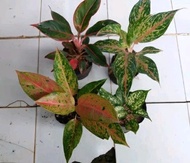 Tanaman Aglaonema Paket 4 tanaman aglonema Bigroy - butterfly - Murah