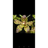 grammatophyllum broga tiger
