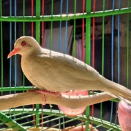 Burung Perkutut Putih Lurik mata merah