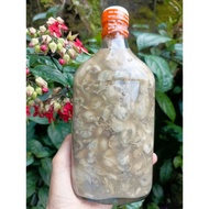 Ginamos na Sisi/Talaba (Rock Oyster) fresh from Masbate 375ML