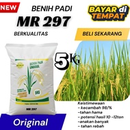 ORIGINAL QUALITY MR 297 SUPERIOR RICE SEEDS 5KG PACKAGING