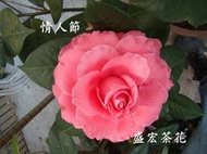 【盛宏茶花】茶花品種︱1呎5盆,原棵庭園茶花︱高度 150公分︱情人節 (有花苞)G050-2(請自取)