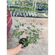 Pokok Ros Ownroot ID : Red Ruby (pic 19Nov25)