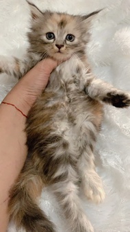 Mainecoon mix persia , parent jantannya PED CFA