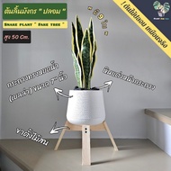 Fake Trees Yellow-Edged Lignmagkran tree (50 Cm.);Snake plant (tree) Full Set Ready To Show Products