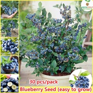 Bibit Blueberry Asli 30 Biji — Bibit Buah Organik Berkecambah Tinggi Gampang Tumbuh Di Pot Maupun Ha