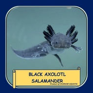 IKAN HIAS AIR TAWAR - BLACK AXOLOTL SALAMANDER / AXOLOTL BLACK / AXOLOTL HITAM