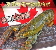 生凍高壓波士頓龍蝦500~550g【鼎鮮市集】7-11超取🈵1200免運 黑貓宅配