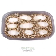 ((Medium) Turtle Eggs Spirited Can Hatch Grass Turtle Eggs Snapping Turtle Eggs Turtle Eggs Brazilia