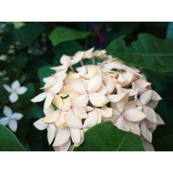 Bunga Ixora/Jarum Keratan Batang