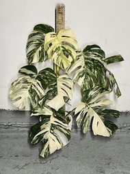 精品 白錦龜背竹 觀葉植物盆栽