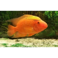 (BANDUNG) IKAN HIAS RED DEVIL CICHLID AIR TAWAR AQUARIUM bablwi 4772gm
