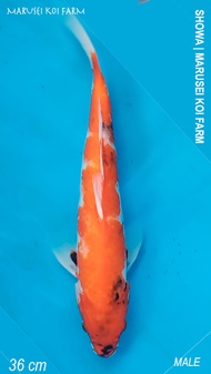 Ikan Koi Import Jantan Showa 36 cm Serti Marusei Farm Jepang Promo