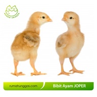 DOC Joper (Bibit Ayam Jawa Super)