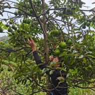 Bibit AVOCADO, anak pokok AVOCADO HYBRID 🥑pokok rendah berbuah lebat