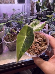 蘇拉威西黃錦海芋 小苗
