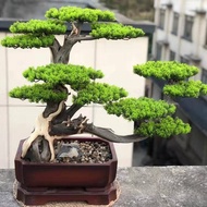 Original Fresh Japanese Pine Seeds for Planting Trees (High germination 60/90pcs) Potted Japanese Bl