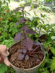 Bibit Tanaman Daun Jawer Kotok - Pohon Jawer Kotok Herbal - Miana Iler