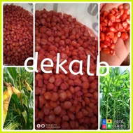 ❃ ◐ ✹ Dekalb8282, Dekalb6919, Dekalb8899s Seeds - (Re-pack 4.5Kg), Hyrid Corn Seeds