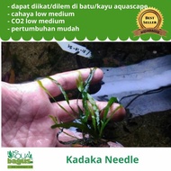 Tanaman Aquascape Kadaka Needle