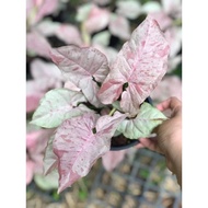 tanaman hias syngonium pink spot