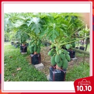 5pcs seeds BETIK SEKAKI / 1 feet papaya potted friendly/ balcony friendly