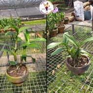 Anggrek Dendrobium Dewasa-Bunga | Anggrek Dendrobium | Dendrobium |