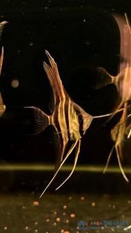 Wild Altum Angelfish /Rio Venturai/Angelfish /Altum Angelfish /Freshwater 野生埃及神仙/本图阿里流域/埃及神仙(Sin Qua