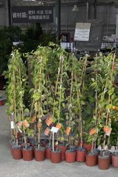 炮彈花 炮仗花苗砲彈花約120公分 門市包裹 可寄3棵郵局宅配6棵 實際商品拍攝🎬