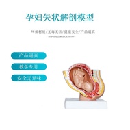 Fetal Anatomy Model Shape Pregnancy Model Model Model Pregnant Women Human Anatomy AQZX