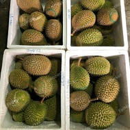 Diskon Promo Durian Musang King Utuh Fresh Malaysia |Durian Terbaik -+ 1.6 Kg Ready