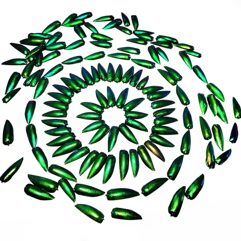 50 Pieces Jewel Beetle Elytra Emerald Green Real Elytron Wings Natural Insect Coleoptera Handmade Ne