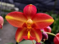 迷秀 Spa. Sheng Yi Rainbow "flame" (罕見~艷紅~單棵多花色+續花性)珍藏保留株